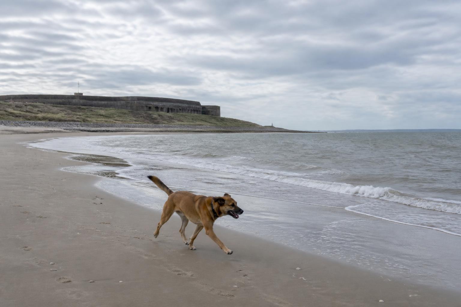 Hond op het brede strand van Huisduinen bij Fort Kijkduin, met Texel vaag aan de overkant van het Marsdiep