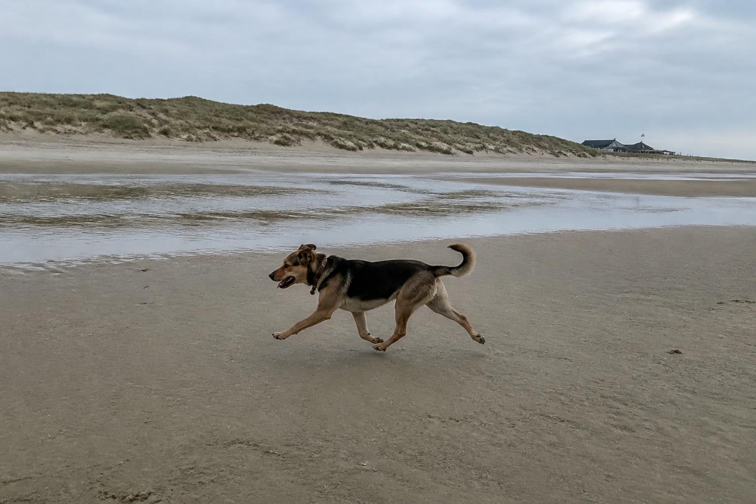 Hond op het brede, door duinen omzoomde strand van Julianadorp aan Zee