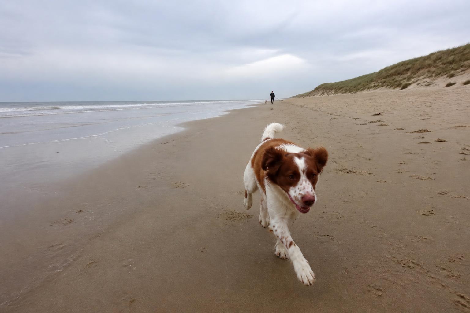 Hond rent los over het brede strand bij de Noordduinen tussen Katwijk en Noordwijk