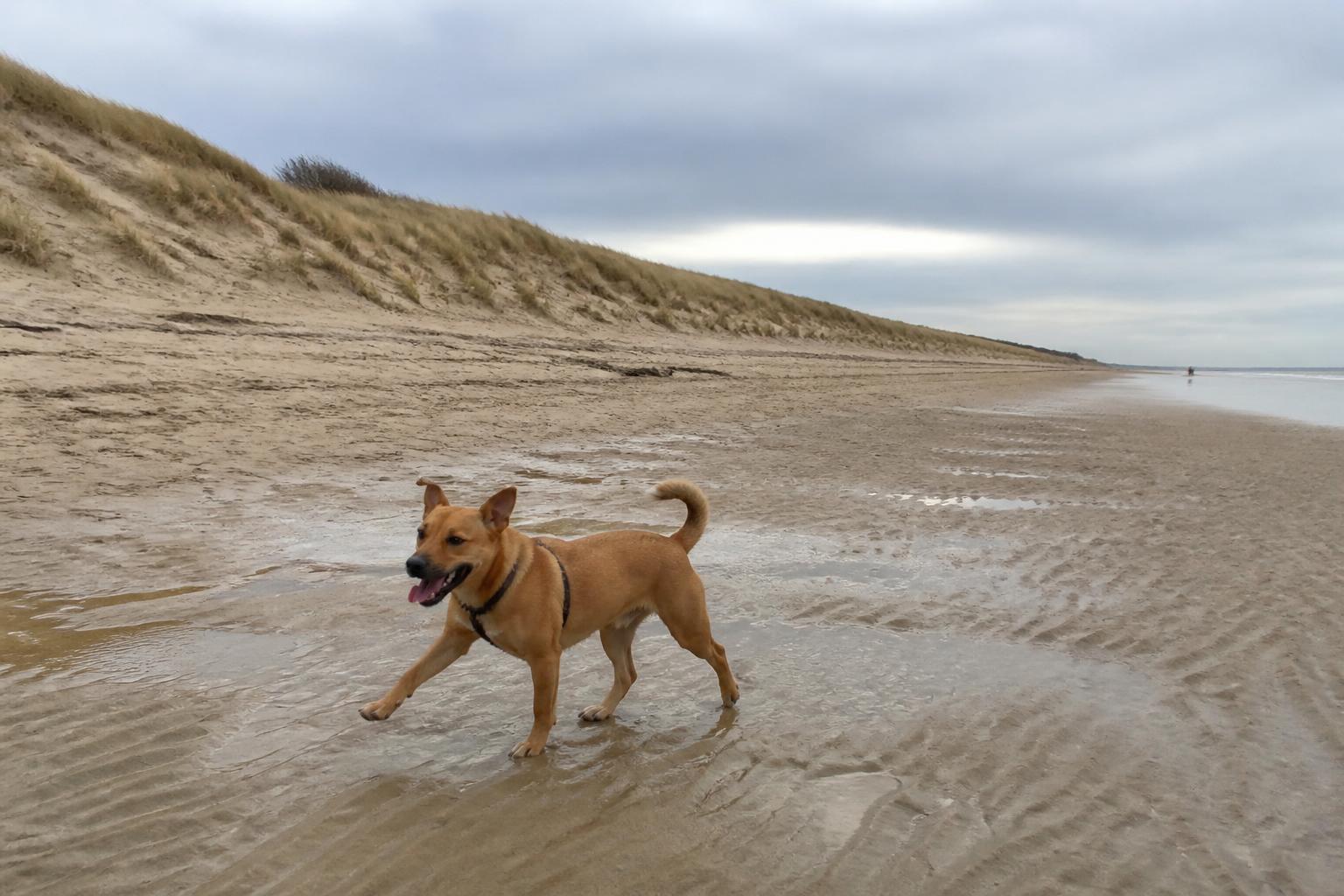 Hond rent los op het brede, rustige strand bij strandopgang Molenslag in Monster