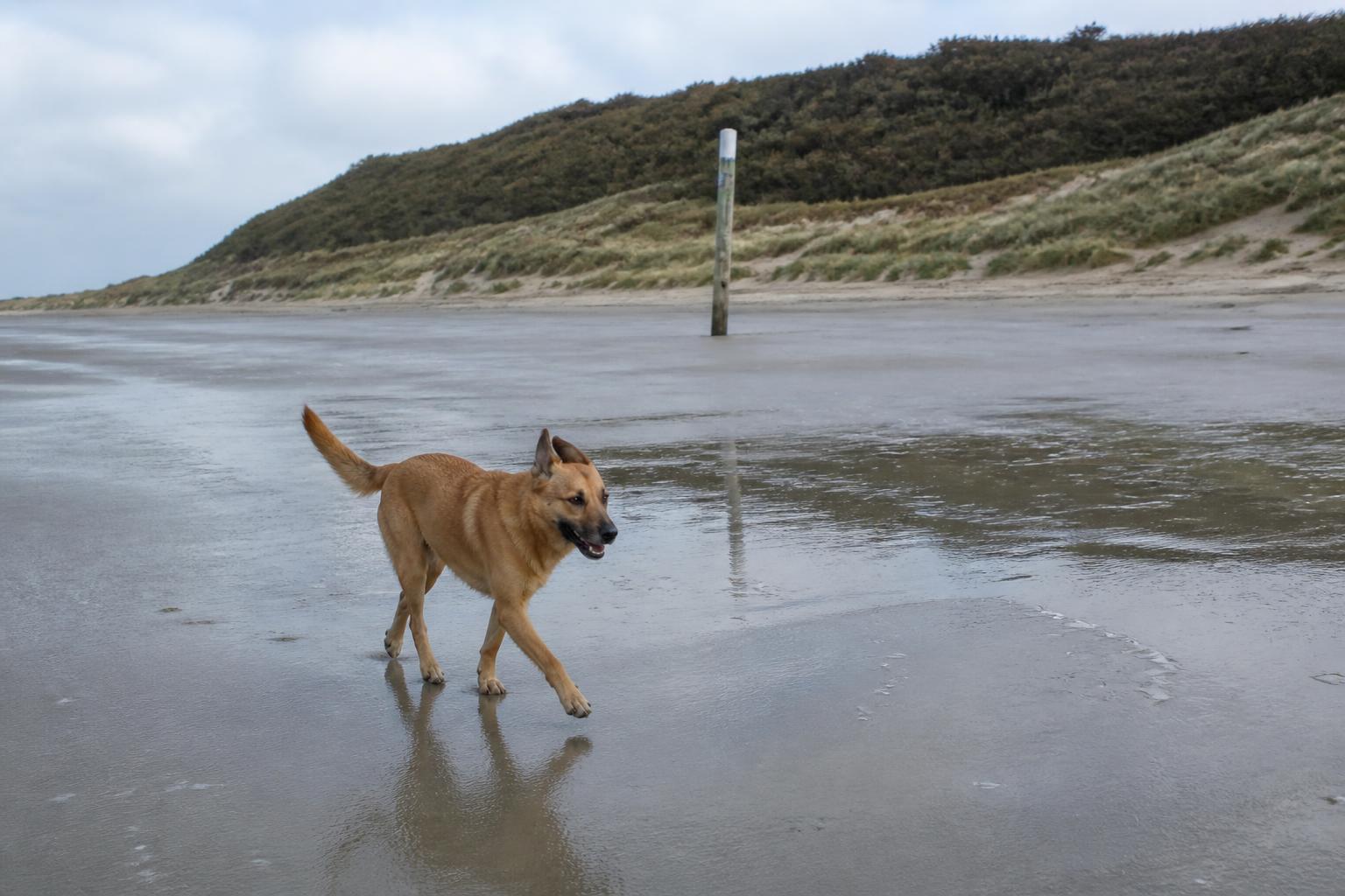 Hond loopt over het brede strand bij Hoogduin in Oostkapelle, onder de duinen van de Manteling