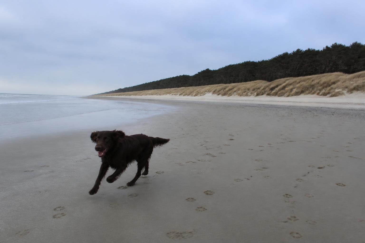 Hond rent los over het brede strand van Westerschouwen met de hoge duinen van de Kop van Schouwen erachter
